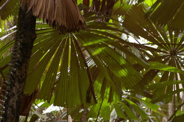 palm forest at Cape Tribulation's Dubuji Boardwalk