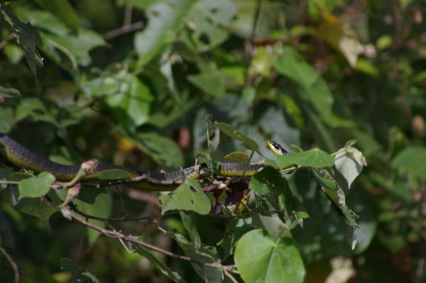 green tree snake (Dendrelaphis punctulata) on the Daintree River