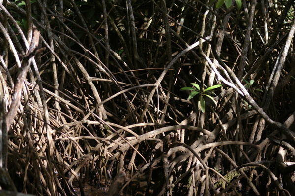 mangroves at Cape Tribulation