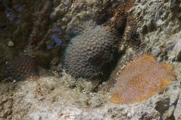 soft corals in a rockpool at Cow Bay!