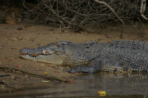 saltwater crocodile (Crocodylus porosus) on the Daintree River