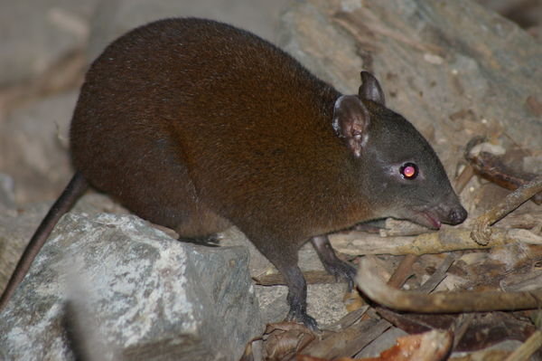 musky rat-kangaroo (Hypsiprymnodon moschatus)