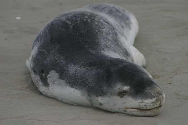 sleepy leopard seal