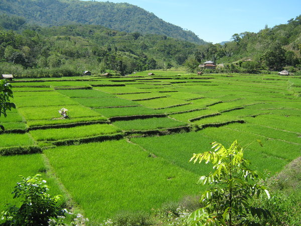 rice-fields outside the caves