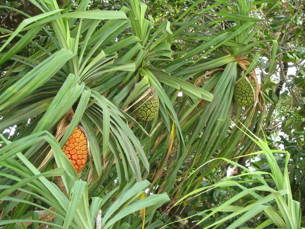 pandanus fruit