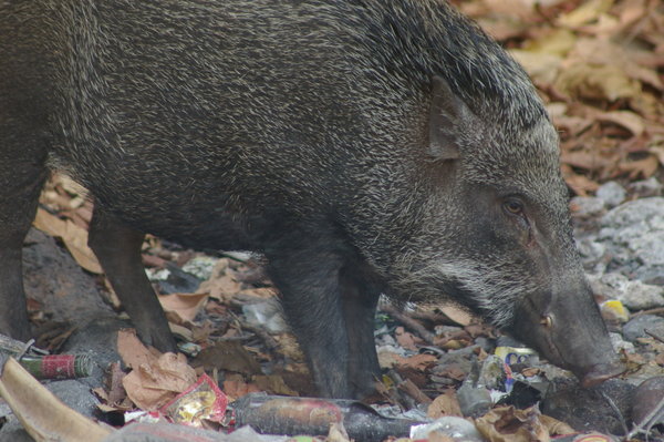 wild pig (Sus scrofa) on Pulau Peucang