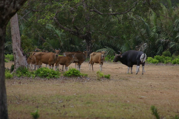 banteng (Bos javanicus) at the Cidaon grazing grounds