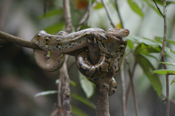 juvenile reticulated python (Python reticulatus) on a branch above the Cigenter River
