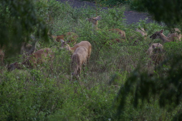 rusa deer (Cervus timorensis), taken from the balcony outside my room