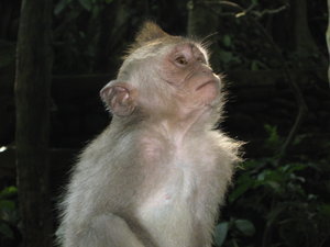 crab-eating macaque at Ubud's Monkey Forest