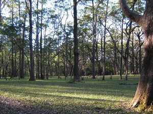 eucalyptus forest at the start of the Gunung Mutis track