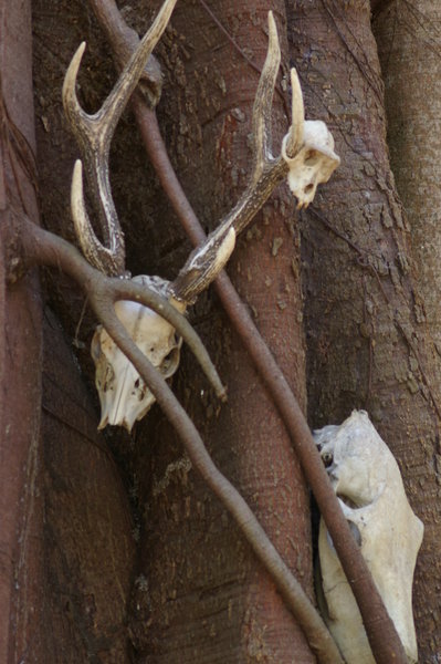 skull collection in a tree on Rinca