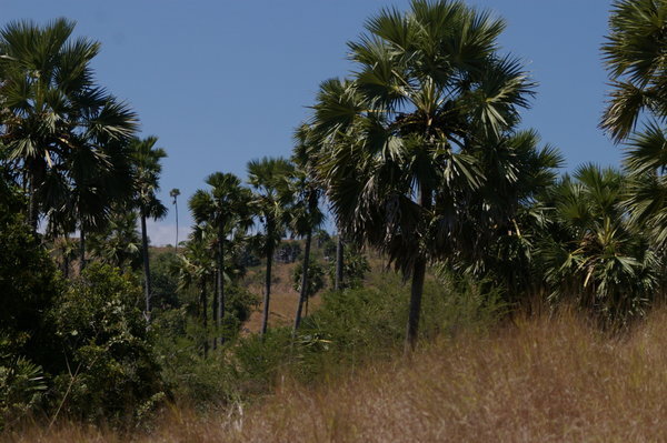Rinca scenery, all grass and lontar palms