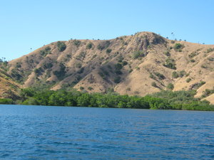 the dragonish hills of Rinca