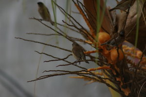 nutmeg finches (Lonchura punctulata) in palm tree at Bali Manik Hotel