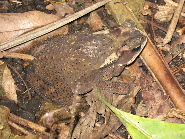 Mr. Toad, in Tangkoko
