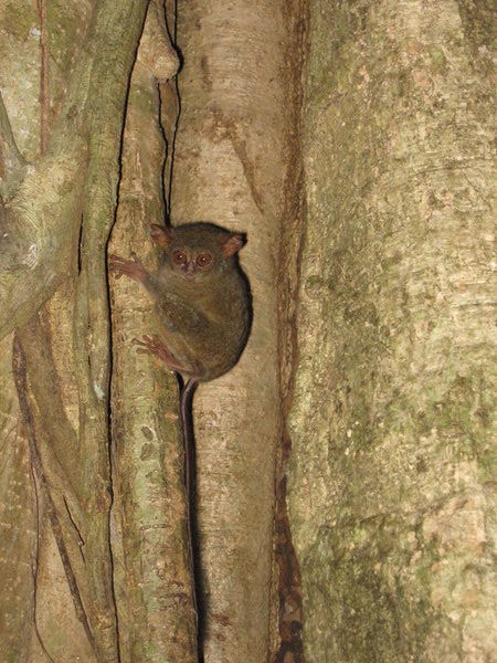 spectral tarsier (Tarsius tarsier), my new favourite mammal