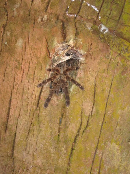 tarantula in the entrance to its hole in a tree trunk