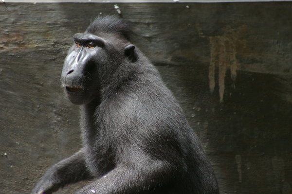crested black macaque (Macaca nigra)