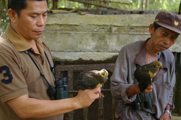 the maleo chicks ready for release
