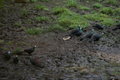 Sulawesi black pigeons (Turacoena manadensis) and a brown cuckoo-dove (Macropygia amboinensis)