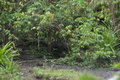 lowland anoa (Anoa depressicornis) hiding in the forest