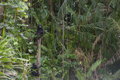 Heck's macaques (Macaca hecki) at the babirusa site