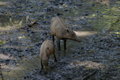 female and young babirusa