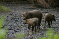 male babirusa and young ones