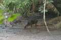 the anoa in the open but out of focus