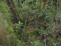 cloud forest on Rore Katimbo