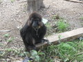 Tonkean macaque (Macaca tonkeana)