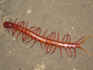 giant centipede!!!