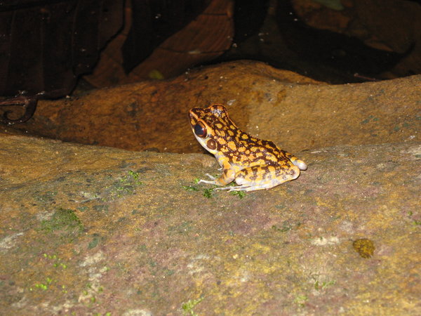 spotted stream frog (Hylarana picturata)