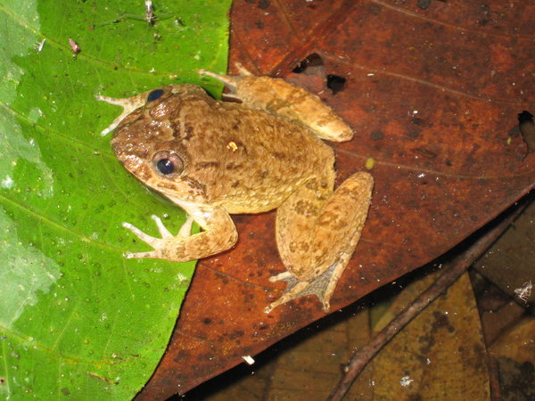 lesser swamp frog (Limnonectes paramacrodon)