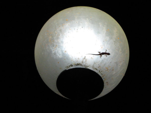 first gecko on the moon!