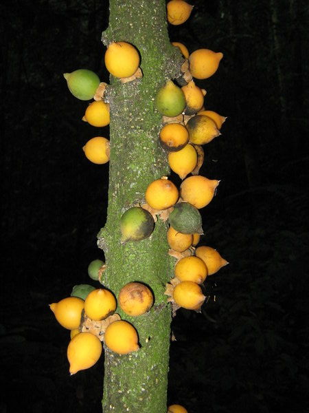 a nice example of cauliflory, where flowers and fruits are developed directly from the trunk