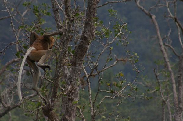 male proboscis monkey jumping