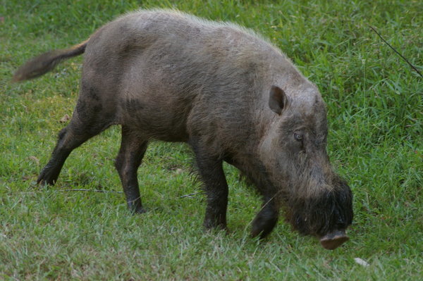 male bearded pig (Sus barbatus)