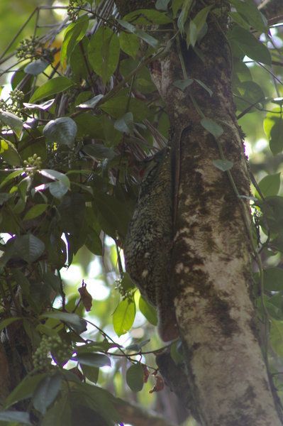 the colugo (Cynocephalus variegatus) at rest