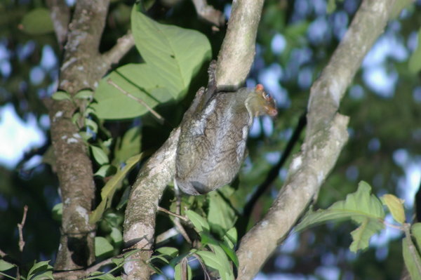 the colugo, after waking up for the night