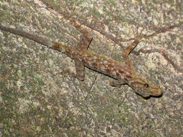 Kendall's day gecko (Cnemaspis kendalli)