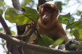 male proboscis monkey (Nasalis larvatus)