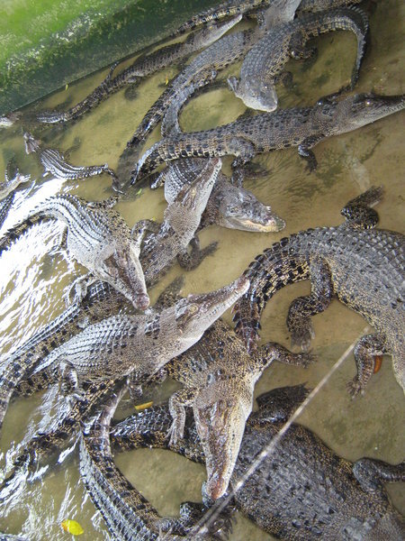 saltwater crocodiles en masse