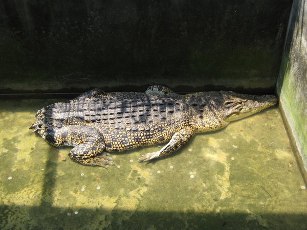 crocodile without a tail, apparently worthy of individual display and signage