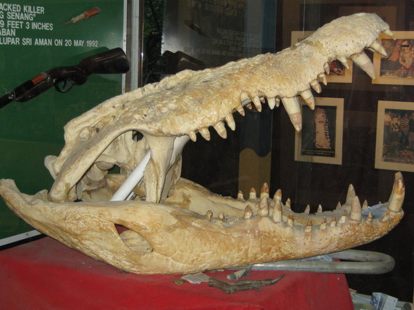 skull of Bujang Senang, 19ft 3 inch man-eater killed on 20 May 1992