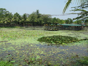 the arapaima lake
