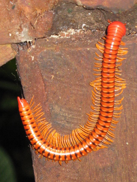and another millipede