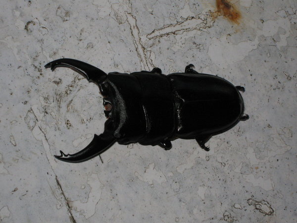 stag beetle playing dead