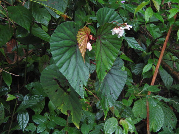 begonia in the forest
